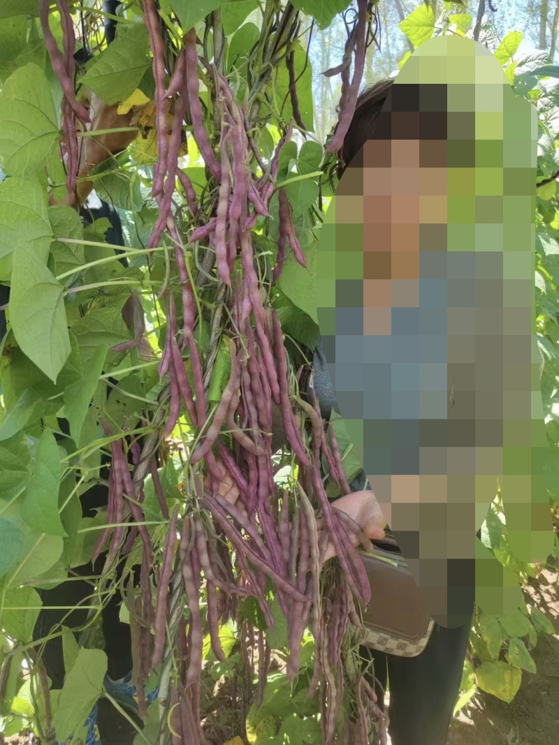 中国红架豆种子丰产菜豆基地专用