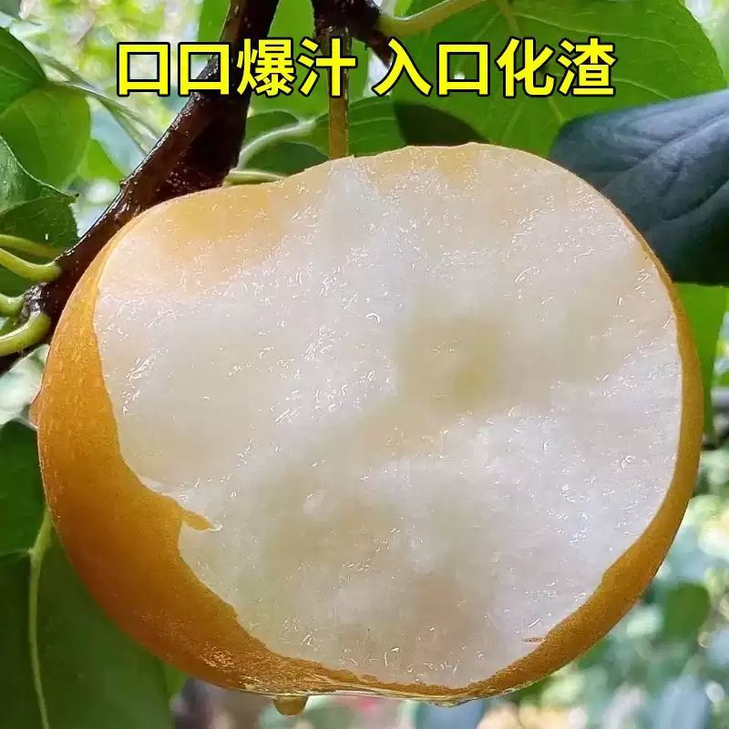 秋月梨产地直发货源充足价格便宜量大从优对接市场，电商商超