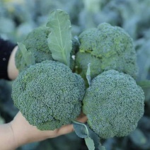 【实力推荐】湖北精品西蓝花/耐寒优秀/产地直发/保质保量