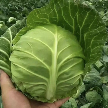 【实力推荐】湖北甘蓝/圆包菜/精品包菜/一手货源/欢迎咨
