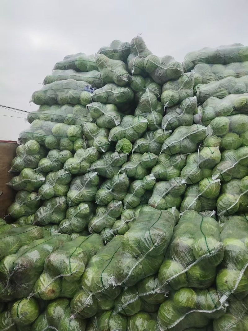 【实力推荐】湖北甘蓝/圆包菜/精品包菜/一手货源/欢迎咨