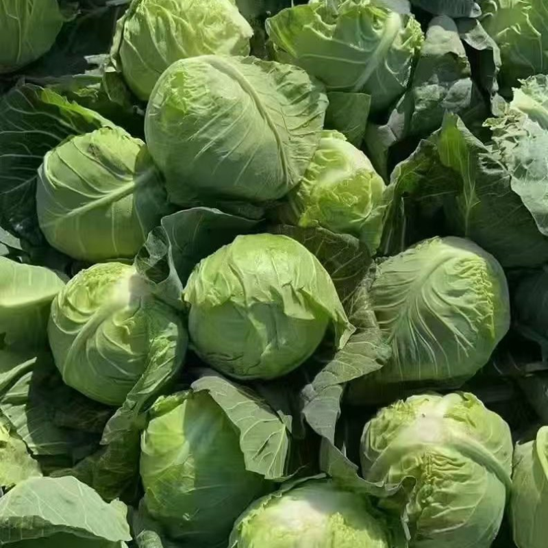 【实力推荐】湖北甘蓝/圆包菜/精品包菜/一手货源/欢迎咨