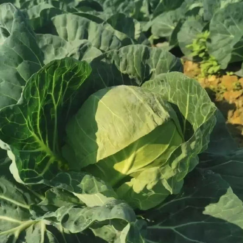 【实力推荐】湖北甘蓝/圆包菜/精品包菜/一手货源/欢迎咨