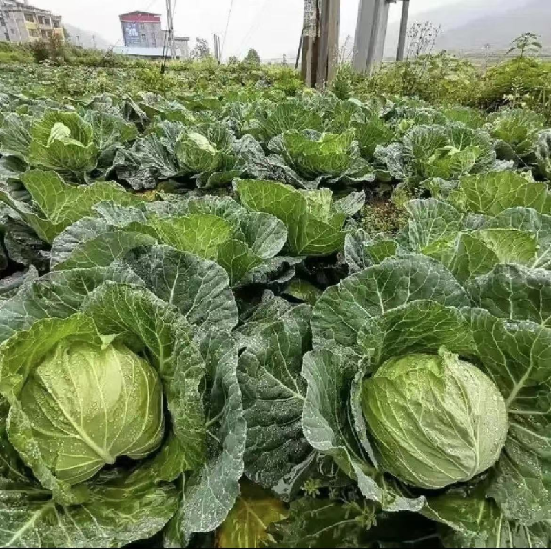 【实力推荐】湖北甘蓝/圆包菜/精品包菜/一手货源/欢迎咨