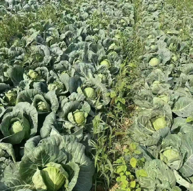 【实力推荐】湖北甘蓝/圆包菜/精品包菜/一手货源/欢迎咨