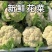 【实力推荐】湖北花菜/松花菜/青梗小米花菜/产地直发/