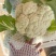 【实力推荐】湖北花菜/松花菜/青梗小米花菜/产地直发/