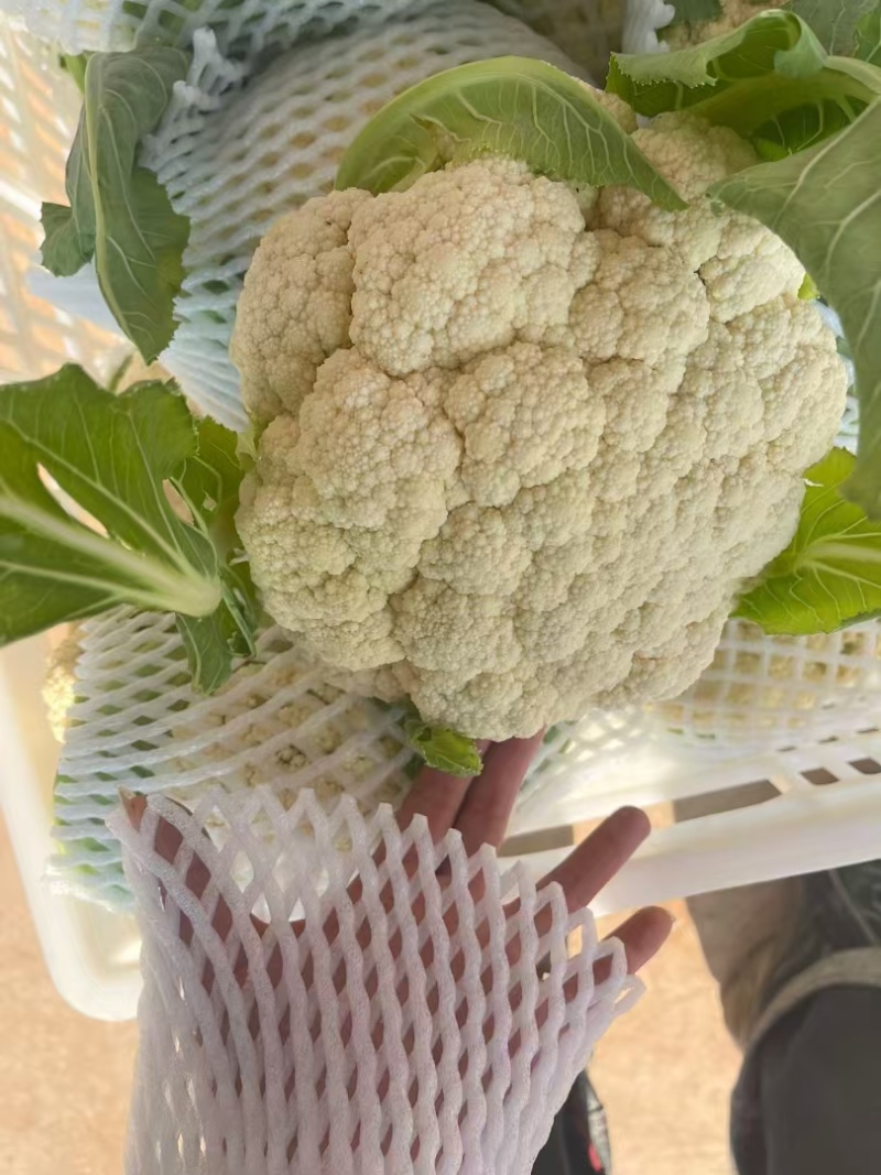 【实力推荐】湖北花菜/松花菜/青梗小米花菜/产地直发/