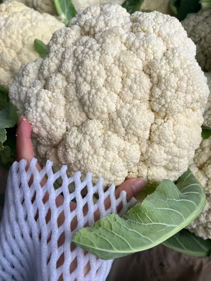 【实力推荐】湖北花菜/松花菜/青梗小米花菜/产地直发/