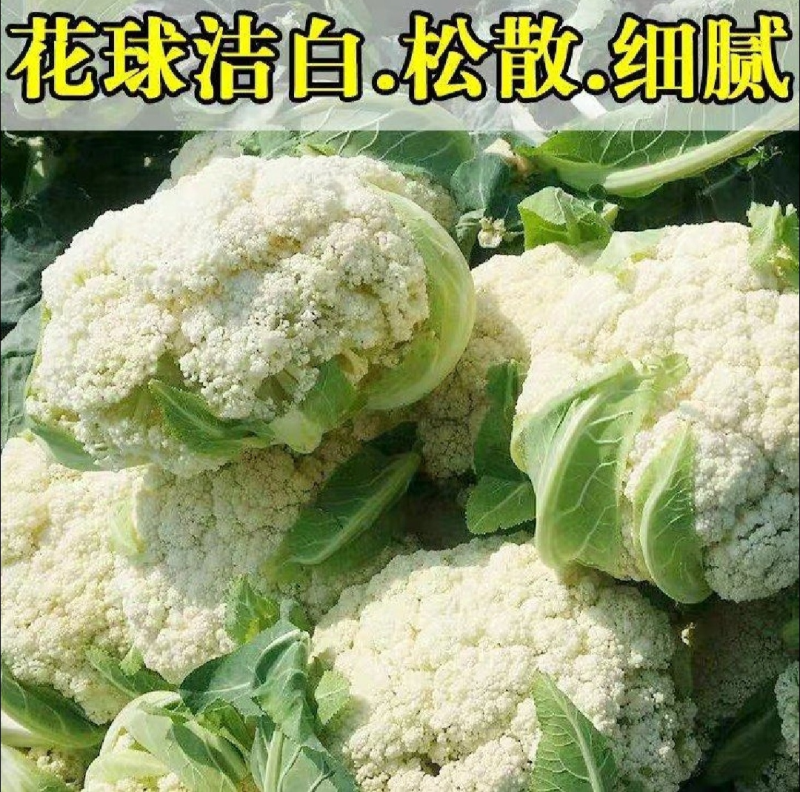 【实力推荐】湖北花菜/松花菜/青梗小米花菜/产地直发/