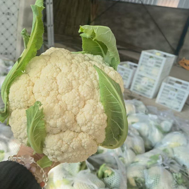 【实力推荐】湖北花菜/松花菜/青梗小米花菜/产地直发/