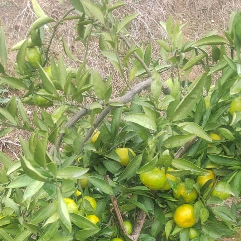 高山小叶蜜橘，产地直发，大量有货，欢迎各位老板咨询