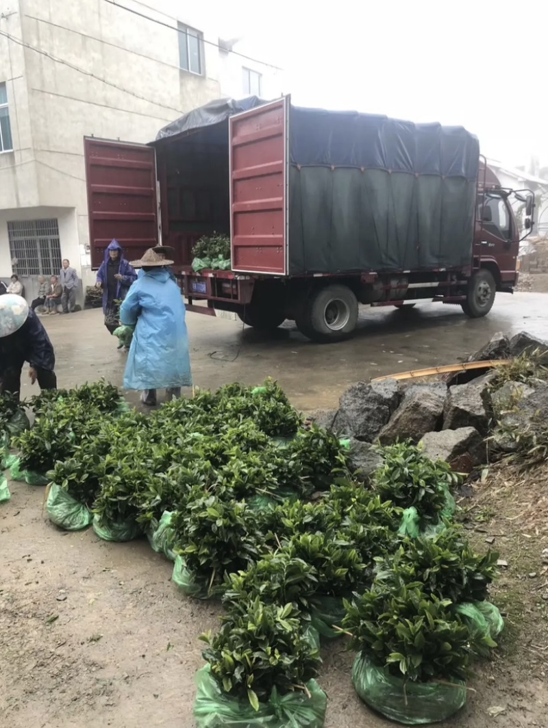 福选九号茶树苗规格齐全根系发达粗壮耐寒成活率高