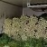 精品芹菜，产地直供大量有货，供超市电商欢迎咨询