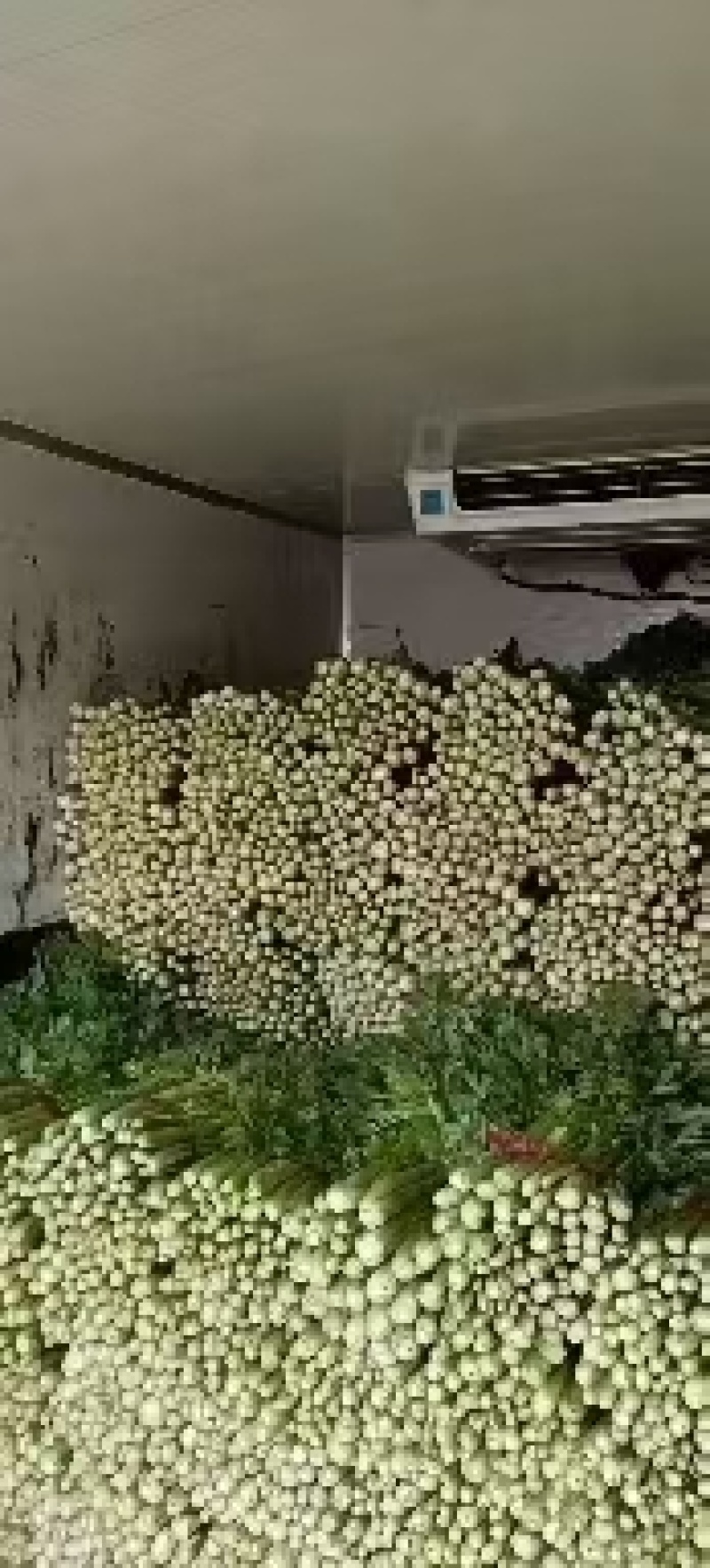 精品芹菜，产地直供大量有货，供超市电商欢迎咨询