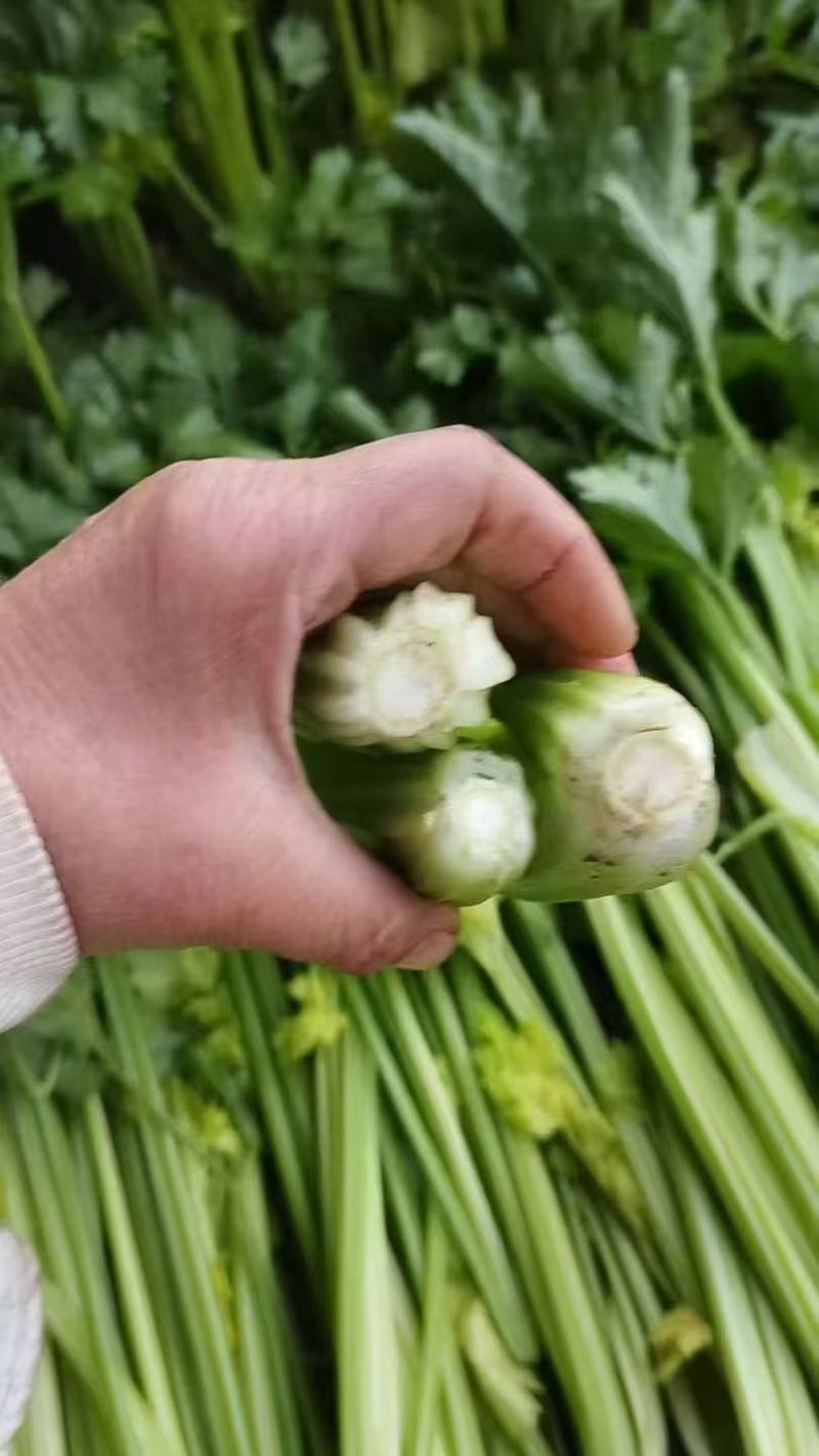 精品芹菜，产地直供大量有货，供超市电商欢迎咨询