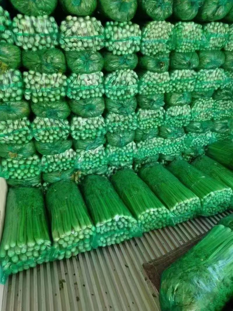 精品芹菜，产地直供大量有货，供超市电商欢迎咨询
