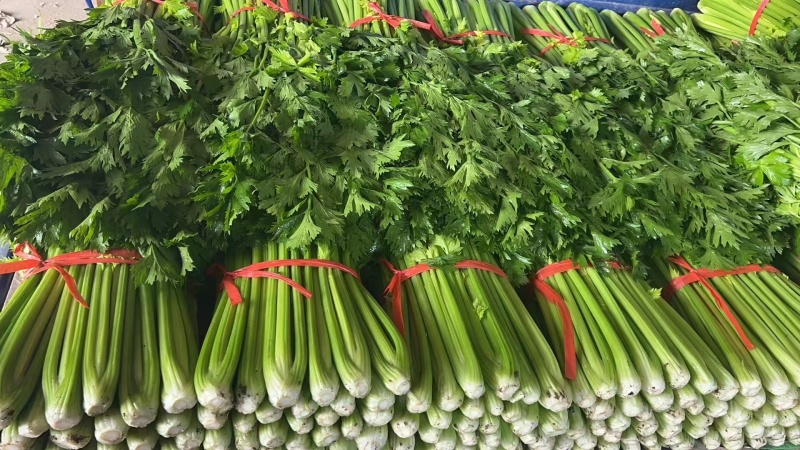 精品芹菜，产地直供大量有货，供超市电商欢迎咨询