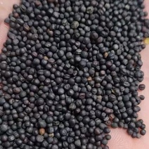 内蒙油菜籽一手货源质量保证，量大从优，视频看货对接全国