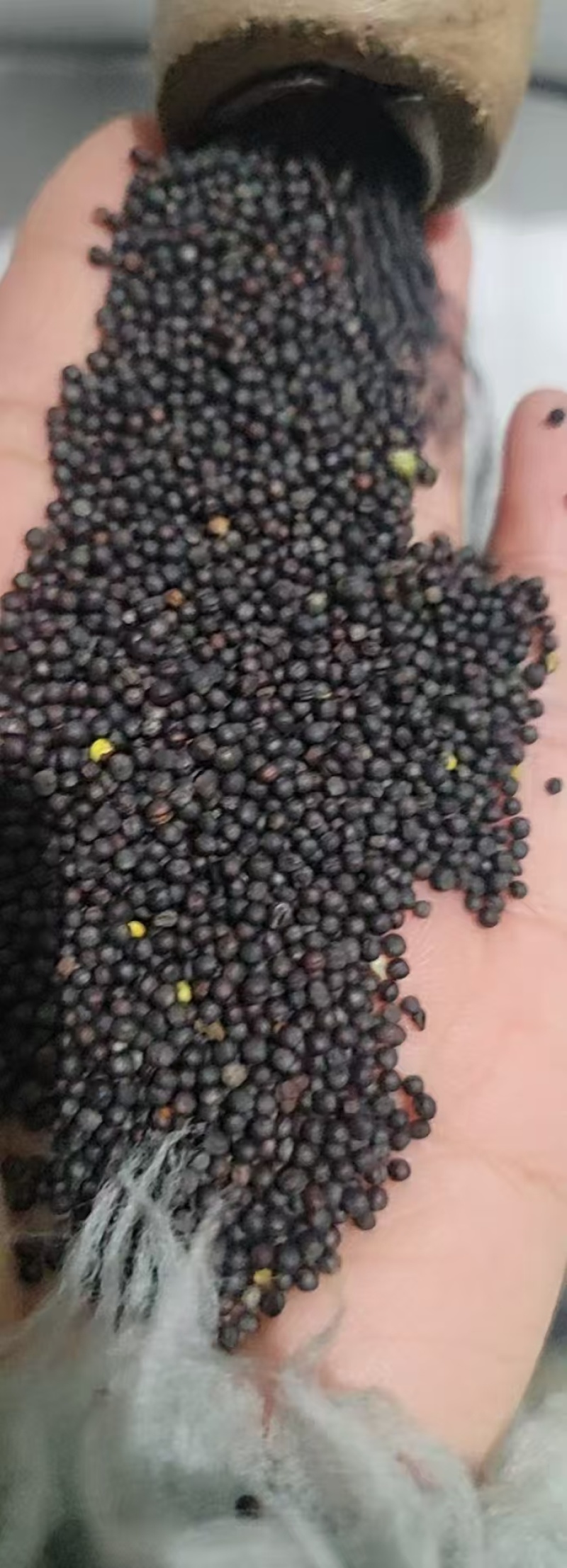 内蒙油菜籽一手货源质量保证，量大从优，视频看货对接全国