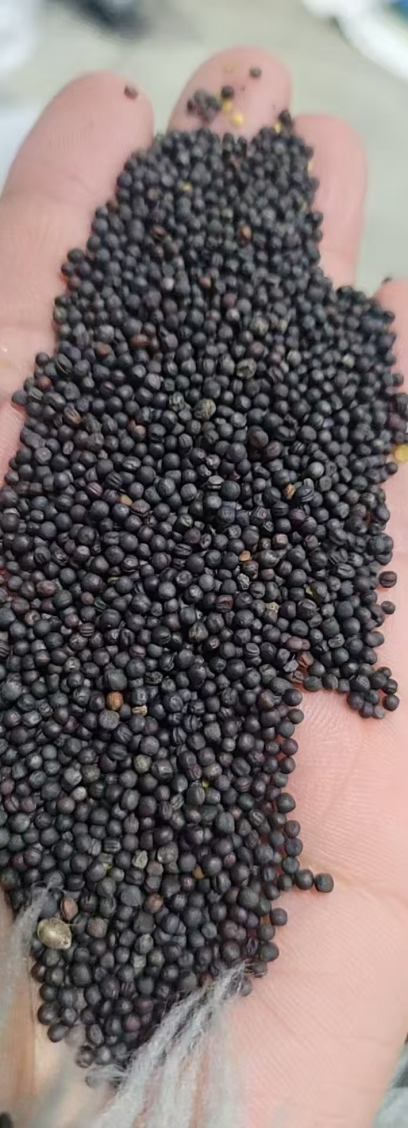 内蒙油菜籽一手货源质量保证，量大从优，视频看货对接全国
