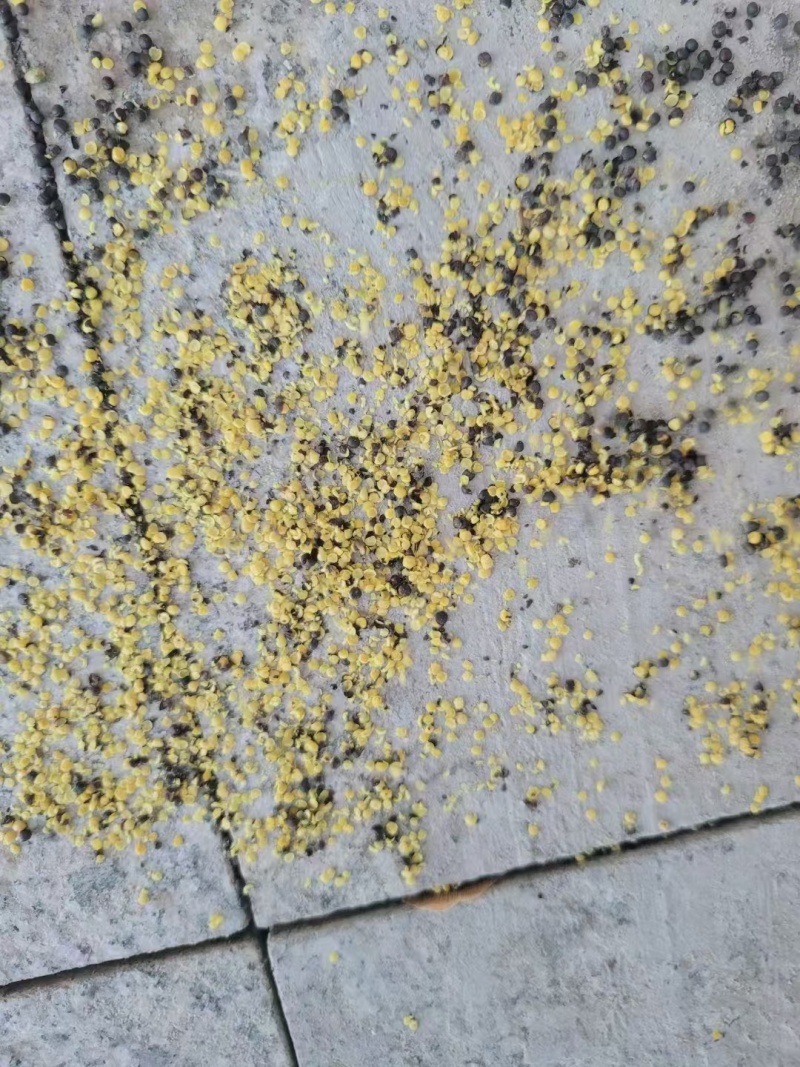 内蒙油菜籽一手货源质量保证，量大从优，视频看货对接全国