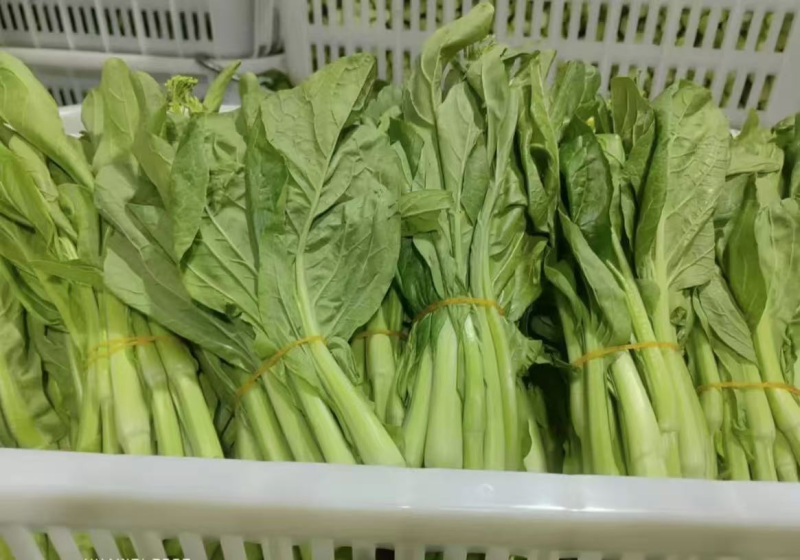 【实力推荐】湖北精品菜苔/白菜苔/产地直发/