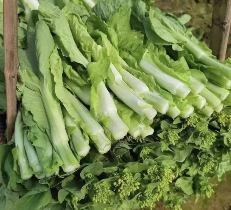 【实力推荐】湖北精品菜苔/白菜苔/产地直发/