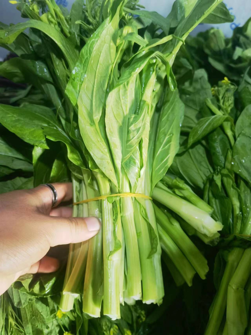 【实力推荐】湖北精品菜苔/白菜苔/产地直发/