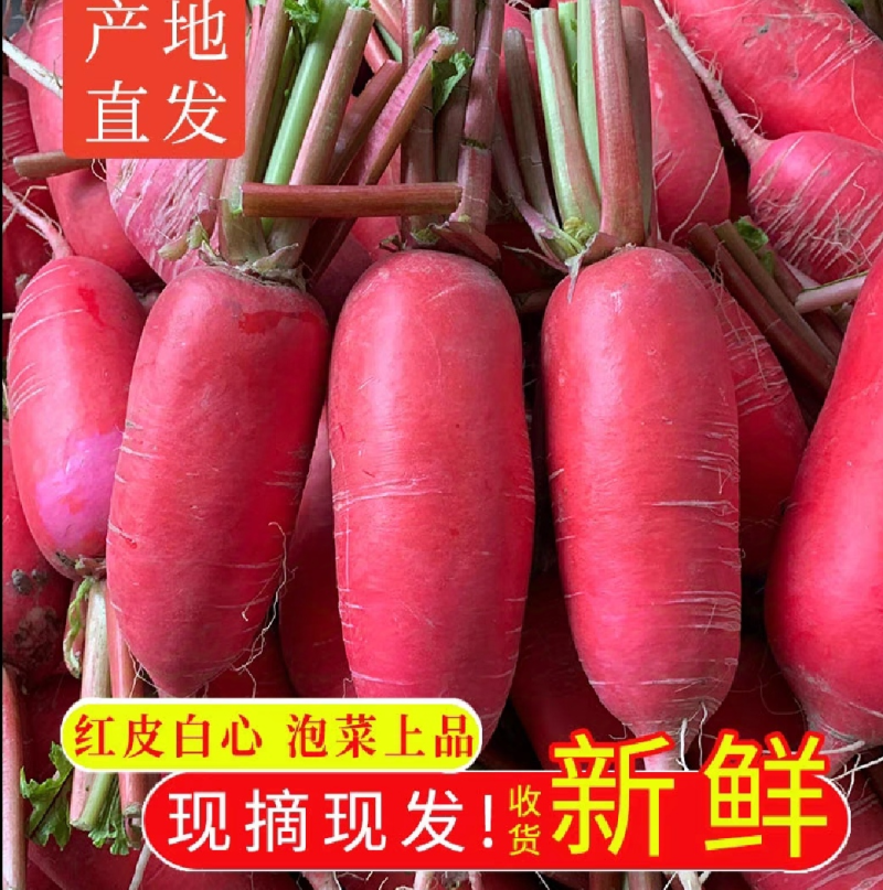【实力推荐】湖北红皮萝卜/产地直发/一手货源/欢迎咨询