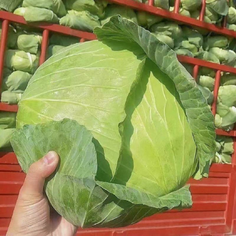 【实力推荐】湖北扁包菜/精品扁包菜/京丰/一手货源