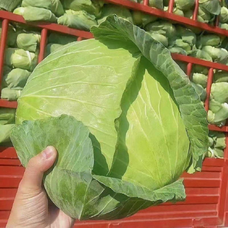【实力推荐】湖北扁包菜/精品扁包菜/京丰/一手货源