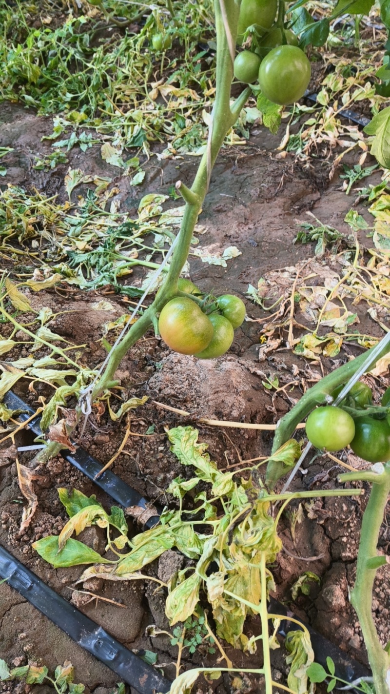 草莓西红柿