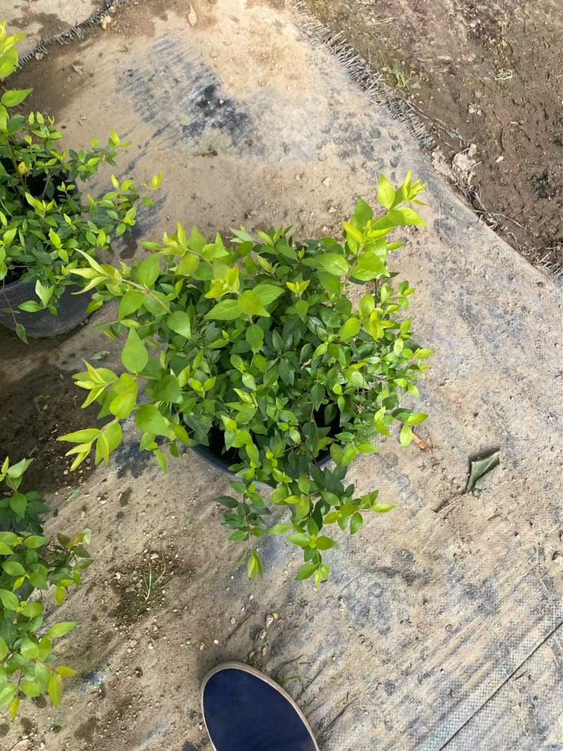 精品大花六道木。优质金边大花六道木