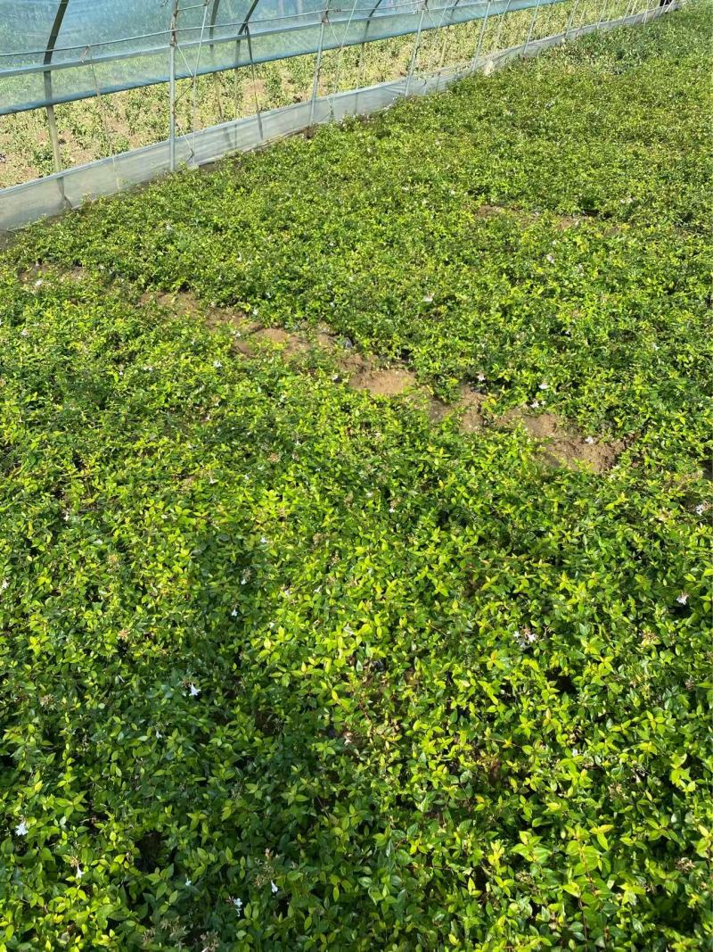 精品大花六道木。优质金边大花六道木