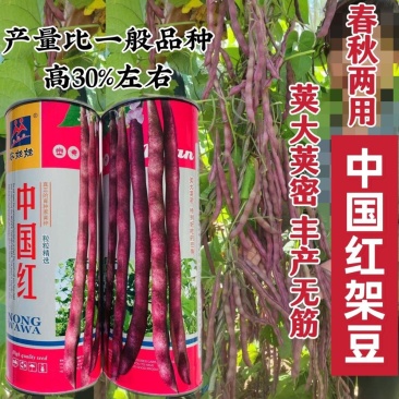 中国红中早熟紫红芸豆种籽丰产菜豆基地