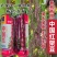中国红中早熟紫红芸豆种籽丰产菜豆基地