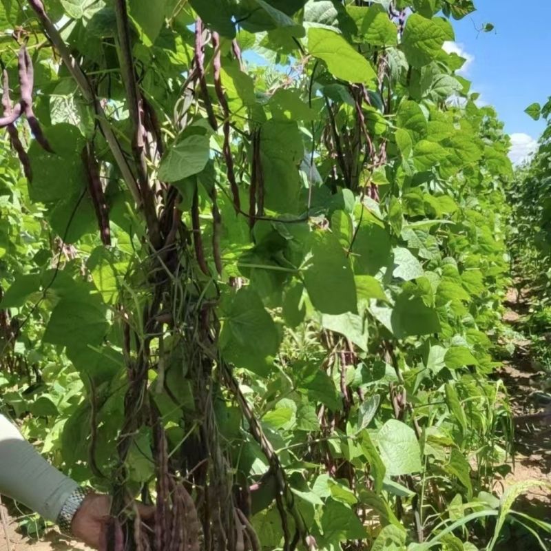 中国红中早熟紫红芸豆种籽丰产菜豆基地