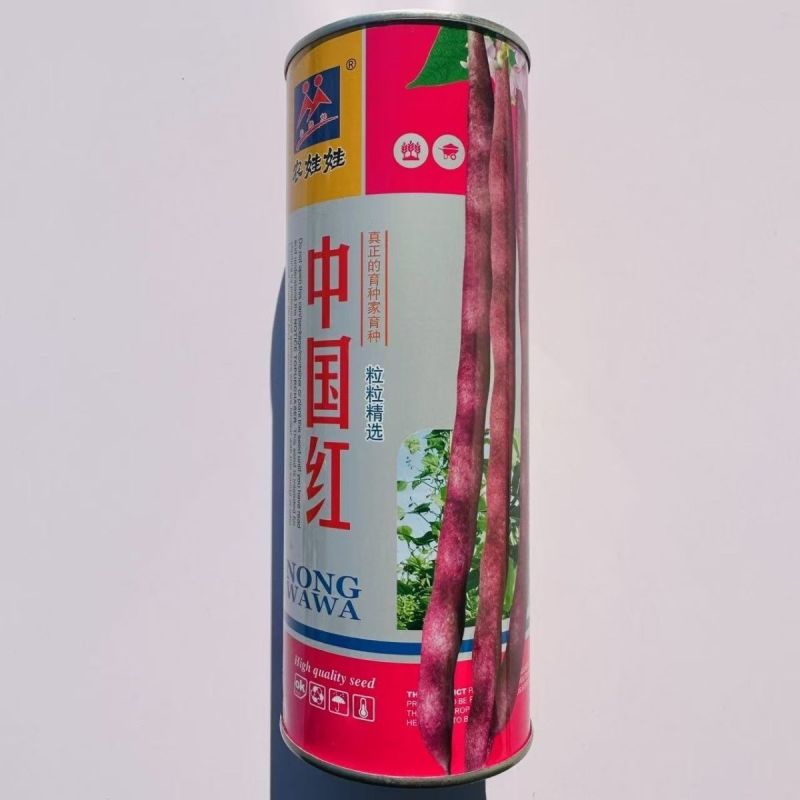 中国红中早熟紫红芸豆种籽丰产菜豆基地