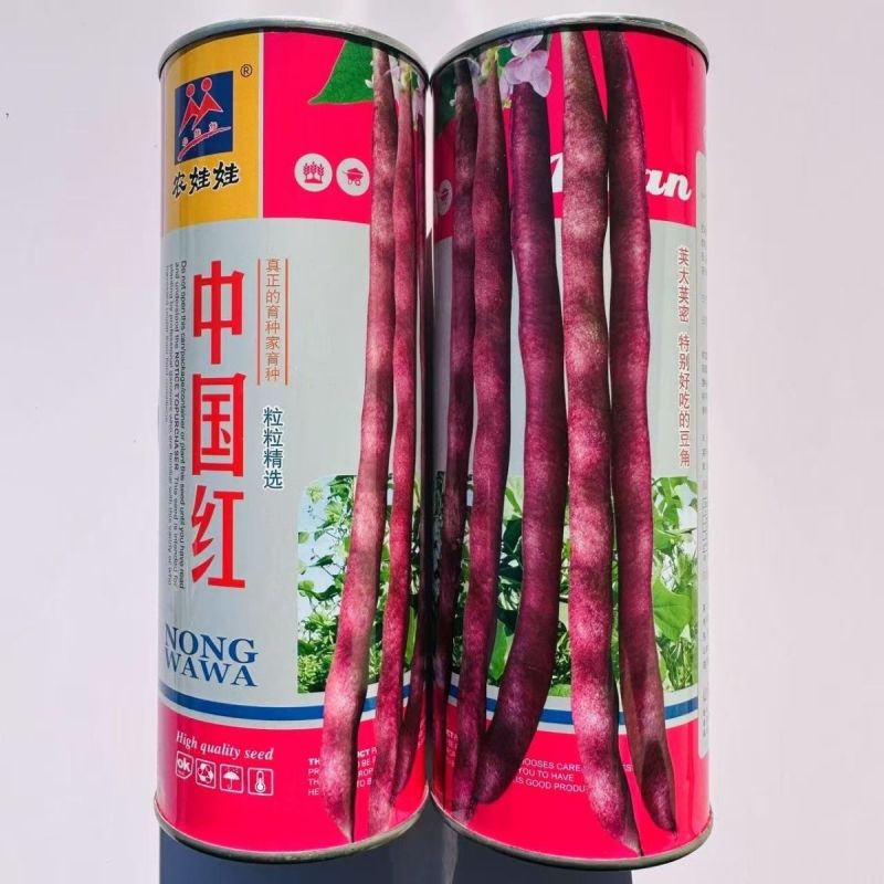 中国红中早熟紫红芸豆种籽丰产菜豆基地
