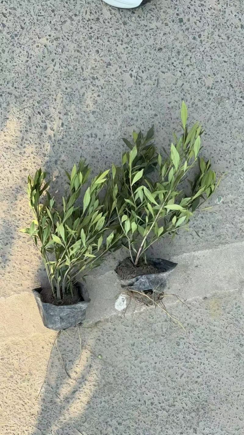 精品小叶栀子优质小叶栀子