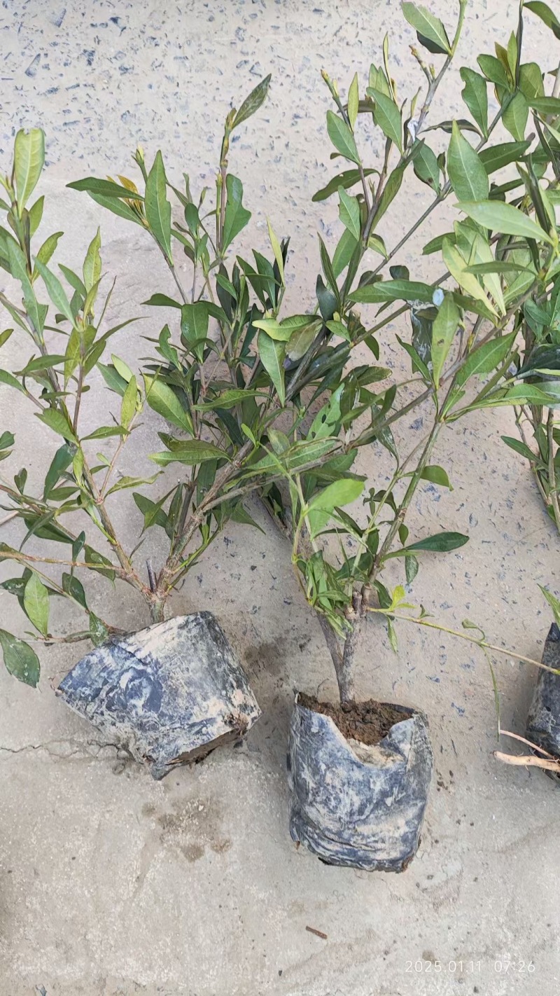 精品小叶栀子优质小叶栀子