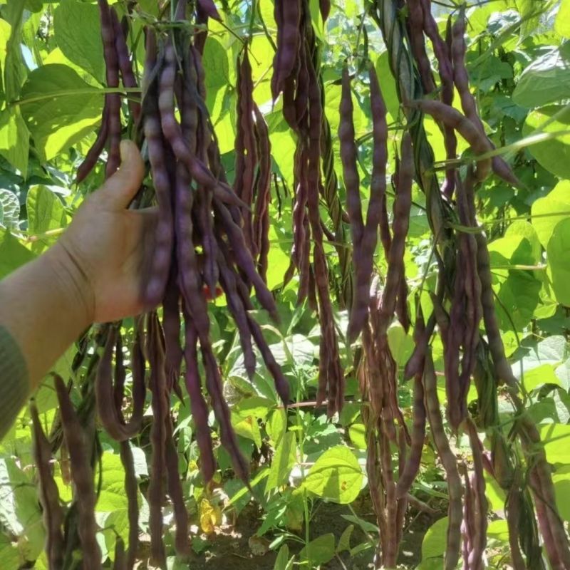 中国红中早熟紫红芸豆种籽丰产菜豆基地