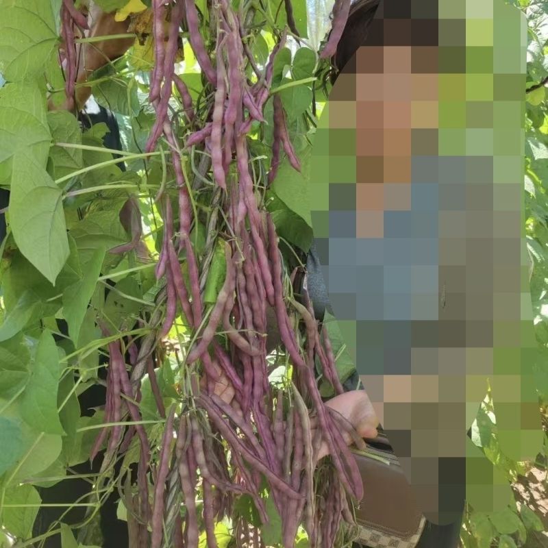 中国红中早熟紫红芸豆种籽丰产菜豆基地