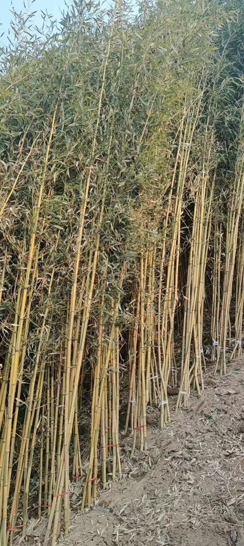 精品金镶玉竹优质金镶玉竹