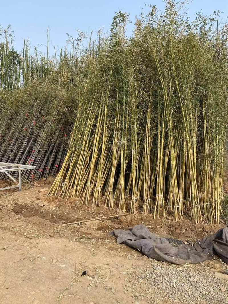 精品金镶玉竹优质金镶玉竹