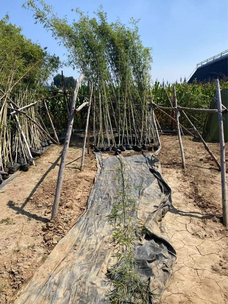 精品钢竹优质钢竹
