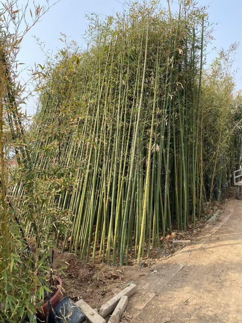 精品紫竹优质紫竹