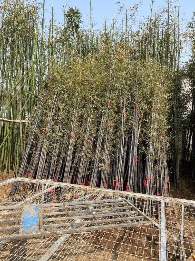 精品紫竹优质紫竹