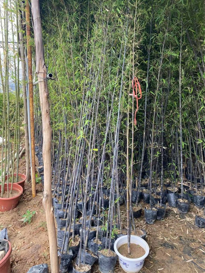精品紫竹优质紫竹